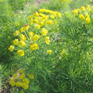 Plantes Vivaces EUPHORBIA cyparissias - Euphorbe faux cyprès en vente - Pépinière Lepage .