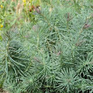 EUPHORBIA cyparissias 'Fens Ruby'