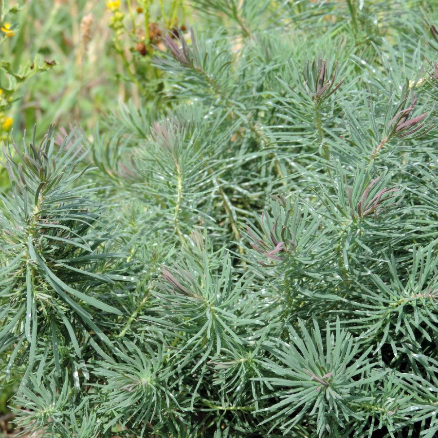 EUPHORBIA cyparissias 'Fens Ruby'