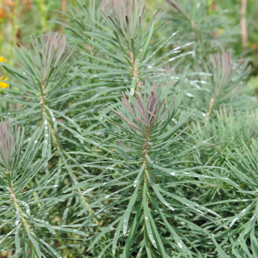 EUPHORBIA cyparissias 'Fens Ruby'