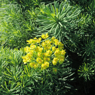 Plantes Vivaces EUPHORBIA cyparissias 'Tall Boy' - Euphorbe faux cyprès en vente - Pépinière Lepage .