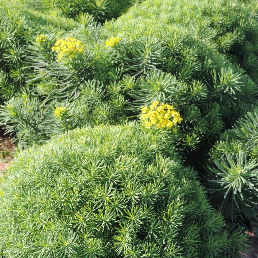 Plantes Vivaces EUPHORBIA cyparissias 'Tall Boy' - Euphorbe faux cyprès en vente - Pépinière Lepage .