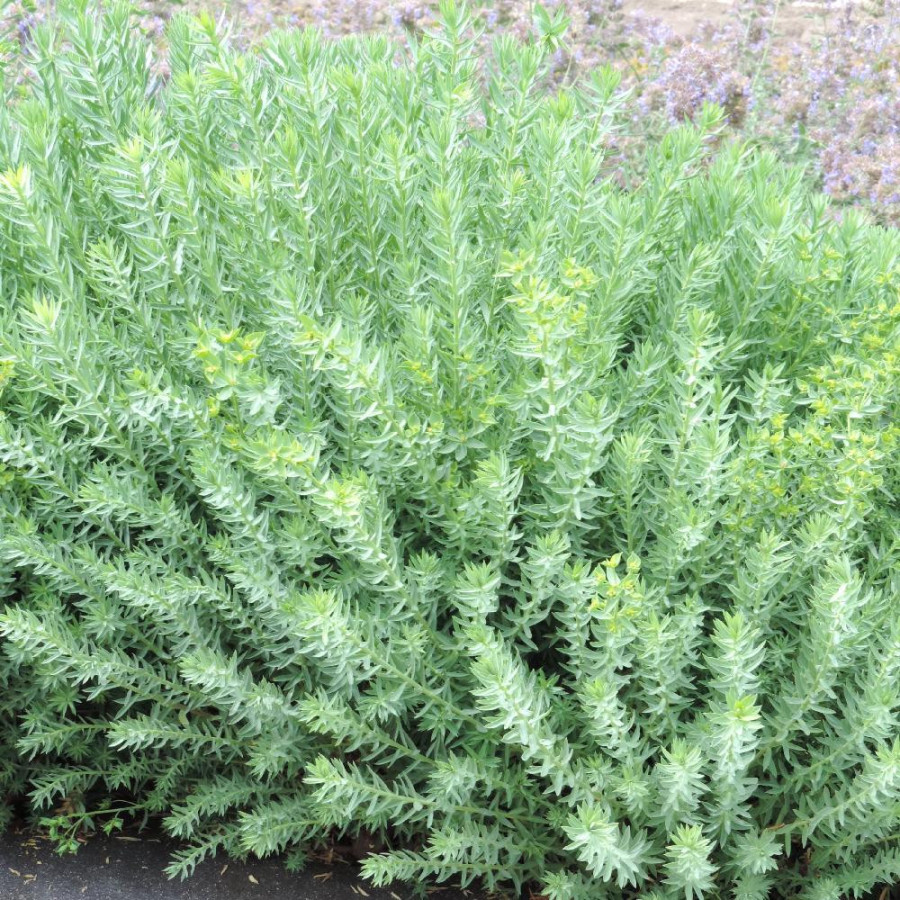 Plantes Vivaces EUPHORBIA pithyusa ssp. cupanii 'Ponte Leccia' - Euphorbe en vente - Pépinière Lepage .