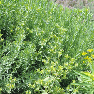Plantes Vivaces EUPHORBIA pithyusa ssp. cupanii 'Ponte Leccia' - Euphorbe en vente - Pépinière Lepage .