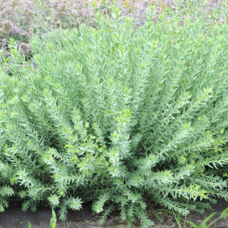 Plantes Vivaces EUPHORBIA pithyusa ssp. cupanii 'Ponte Leccia' - Euphorbe en vente - Pépinière Lepage .