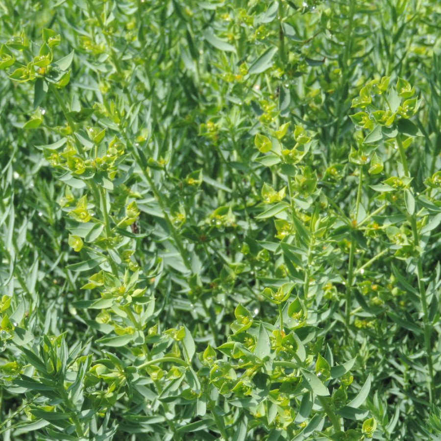 Plantes Vivaces EUPHORBIA pithyusa ssp. cupanii 'Ponte Leccia' - Euphorbe en vente - Pépinière Lepage .