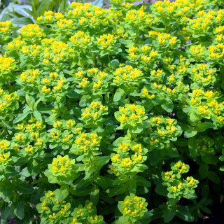 Plantes Vivaces EUPHORBIA polychroma  - Euphorbe polychrome en vente - Pépinière Lepage .