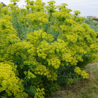 Plantes Vivaces EUPHORBIA seguierana ssp. niciciana - Euphorbe en vente - Pépinière Lepage .