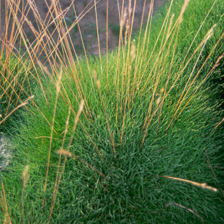 Plantes Vivaces FESTUCA gautieri (scoparia) - Fétuque crin d'ours en vente - Pépinière Lepage .