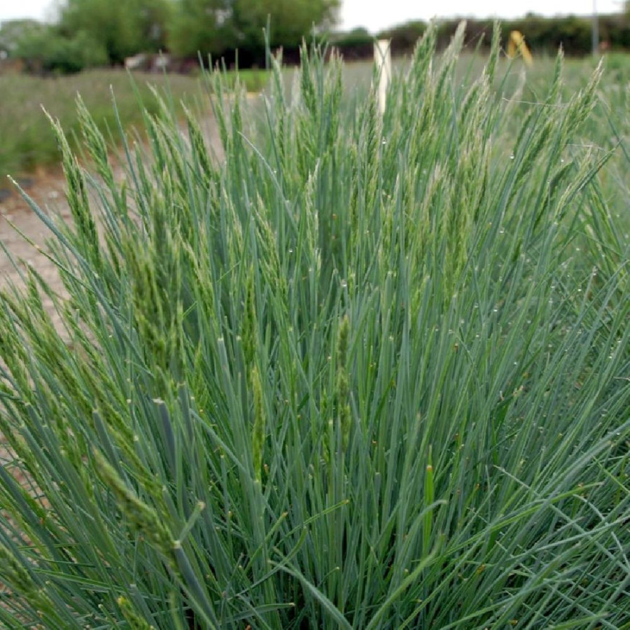 Plantes Vivaces FESTUCA glauca 'Elijah Blue' - Fétuque en vente - Pépinière Lepage .
