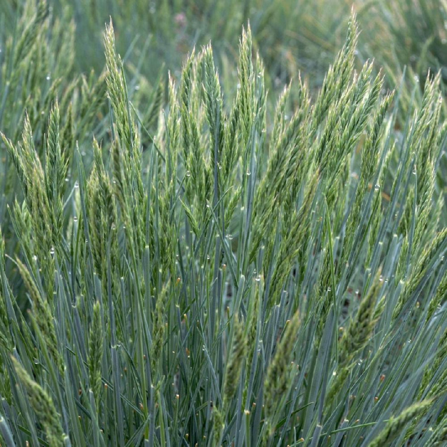 Plantes Vivaces FESTUCA glauca 'Elijah Blue' - Fétuque en vente - Pépinière Lepage .
