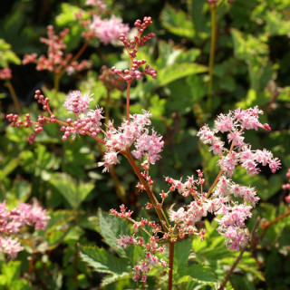 Plantes Vivaces FILIPENDULA 'Kahome' - Filipendule en vente - Reine des prés en vente - Pépinière Lepage .