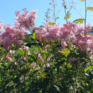Plantes Vivaces FILIPENDULA rubra 'Venusta' - Filipendule rouge en vente - Reine des prés en vente - Pépinière Lepage .