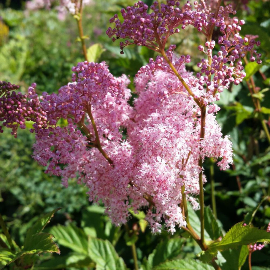 Plantes Vivaces FILIPENDULA rubra 'Venusta' - Filipendule rouge en vente - Reine des prés en vente - Pépinière Lepage .