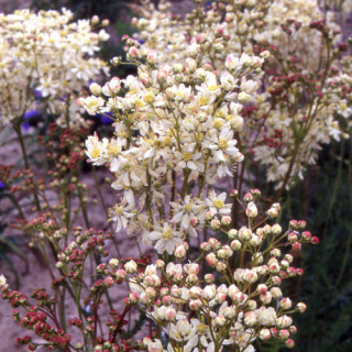 Plantes Vivaces FILIPENDULA vulgaris  - Filipendule commune en vente - Pépinière Lepage .