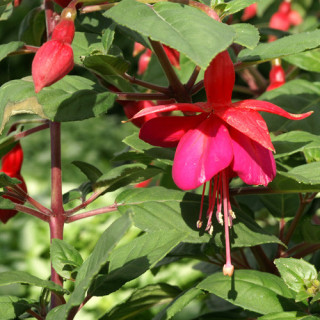 Plantes Vivaces FUCHSIA 'Champion' en vente - Pépinière Lepage .