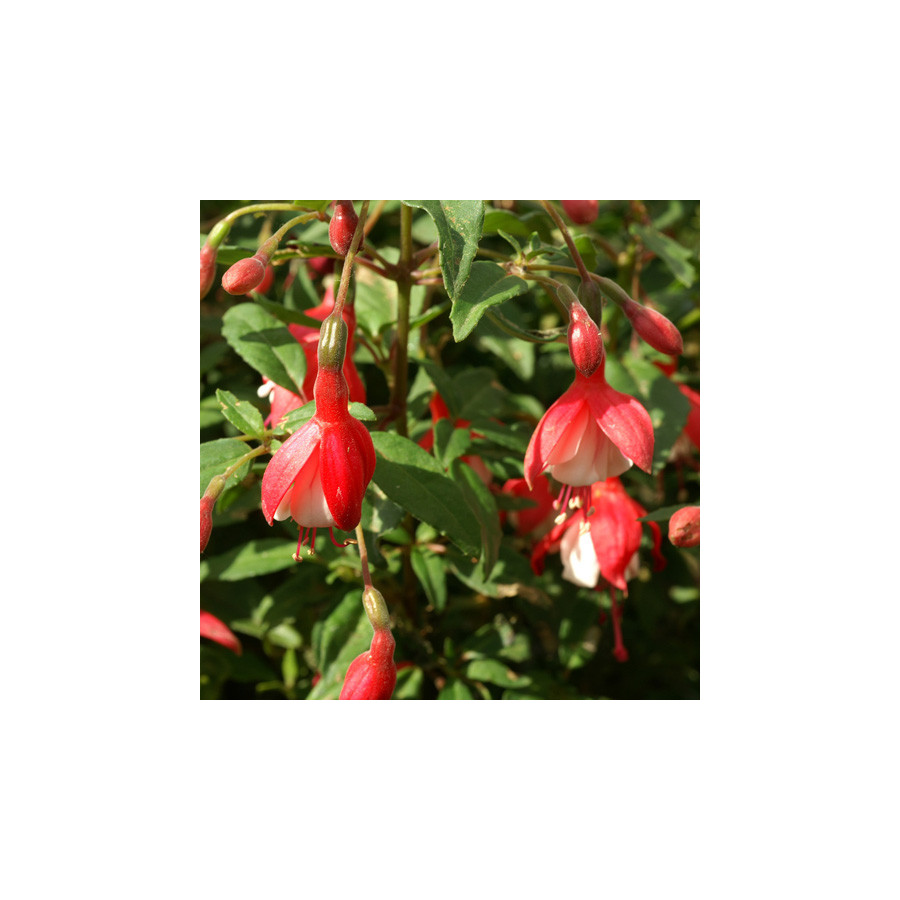 Plantes Vivaces FUCHSIA 'Madame Cornelissen' en vente - Pépinière Lepage .