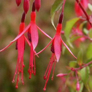 Plantes Vivaces FUCHSIA 'Riccartonii' en vente - Pépinière Lepage .
