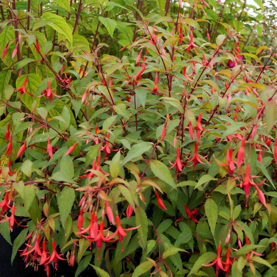 Plantes Vivaces FUCHSIA 'Source du Loiret' en vente - Pépinière Lepage .