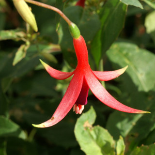 Plantes Vivaces FUCHSIA 'Source du Loiret' en vente - Pépinière Lepage .