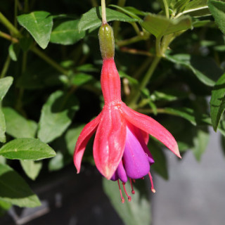 FUCHSIA 'Tom Thumb' ('Tom Pouce')