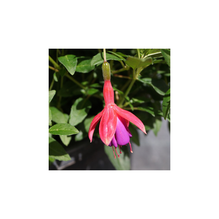 Plantes Vivaces FUCHSIA 'Tom Thumb' ('Tom Pouce') en vente - Pépinière Lepage .