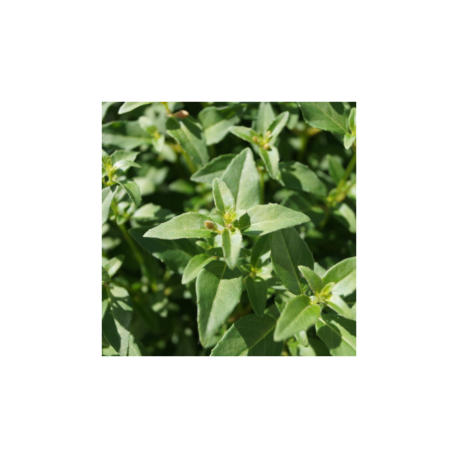 Plantes Vivaces FUCHSIA 'Tom Thumb' ('Tom Pouce') en vente - Pépinière Lepage .