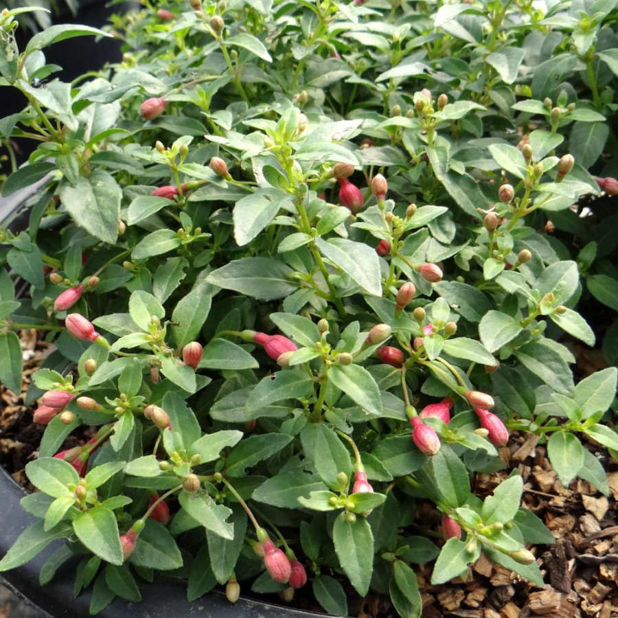 Plantes Vivaces FUCHSIA 'Tom Thumb' ('Tom Pouce') en vente - Pépinière Lepage .