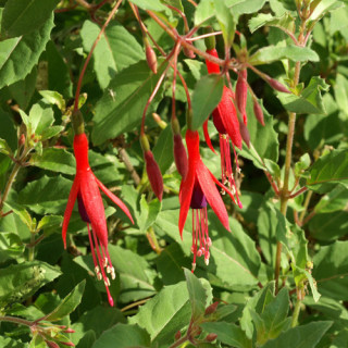 Plantes Vivaces FUCHSIA magellanica var. gracilis - Fuchsia de Magellan en vente - Pépinière Lepage .