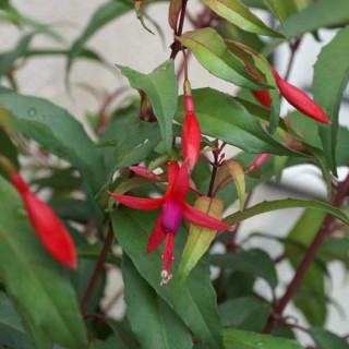 Plantes Vivaces FUCHSIA regia ssp. reitzii - Fuchsia royal en vente - Pépinière Lepage .
