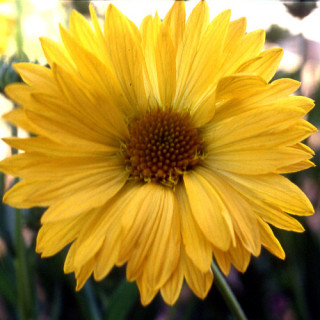 Plantes Vivaces GAILLARDIA 'Aurea Pura' (G. 'Maxima Aurea') - Gaillarde en vente - Pépinière Lepage .