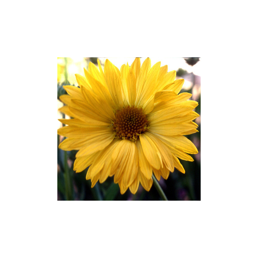 Plantes Vivaces GAILLARDIA 'Aurea Pura' (G. 'Maxima Aurea') - Gaillarde en vente - Pépinière Lepage .