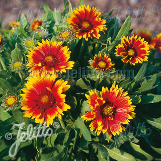 GAILLARDIA 'Bijou'