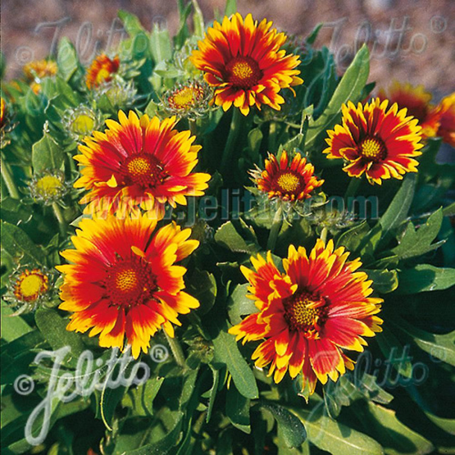 Plantes Vivaces GAILLARDIA 'Bijou' - Gaillarde en vente - Pépinière Lepage .
