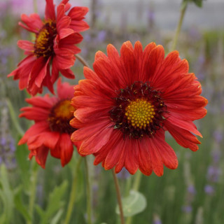 Plantes Vivaces GAILLARDIA 'Burgunder' ('Bourgogne') - Gaillarde en vente - Pépinière Lepage .