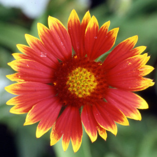 Plantes Vivaces GAILLARDIA 'Dazzler' - Gaillarde en vente - Pépinière Lepage .