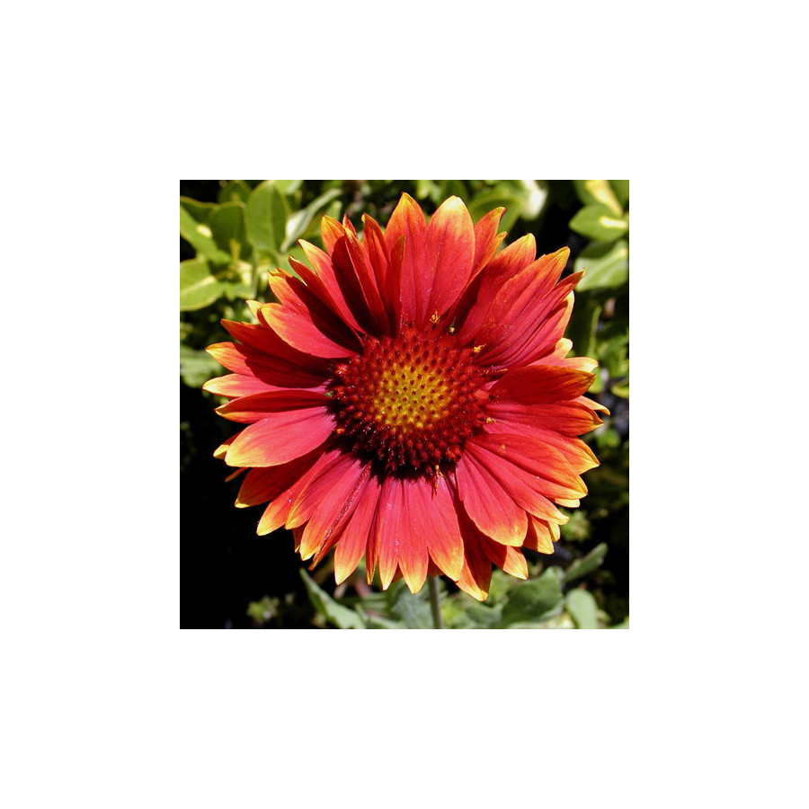 Plantes Vivaces GAILLARDIA 'Dazzler' - Gaillarde en vente - Pépinière Lepage .