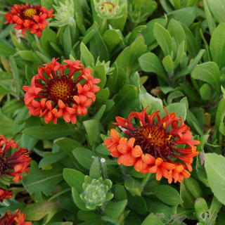 Plantes Vivaces GAILLARDIA 'Fanfare Blaze' ® - Gaillarde en vente - Pépinière Lepage .