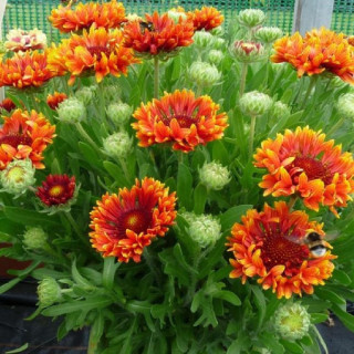 Plantes Vivaces GAILLARDIA 'Fanfare Blaze' ® - Gaillarde en vente - Pépinière Lepage .