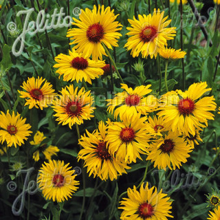 Plantes Vivaces GAILLARDIA aristata 'Amber Wheels' - Gaillarde en vente - Pépinière Lepage .