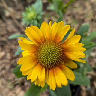 Plantes Vivaces GAILLARDIA aristata 'Arizona Apricot' - Gaillarde en vente - Pépinière Lepage .