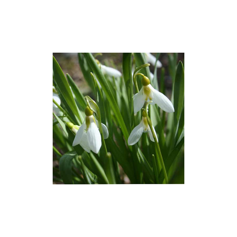 Plantes Vivaces GALANTHUS elwesii - Perce-neige géant en vente - Pépinière Lepage .