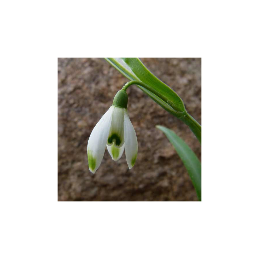 Plantes Vivaces GALANTHUS elwesii - Perce-neige géant en vente - Pépinière Lepage .