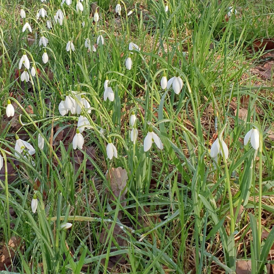 Plantes Vivaces GALANTHUS nivalis - Perce-neige en vente - Pépinière Lepage .