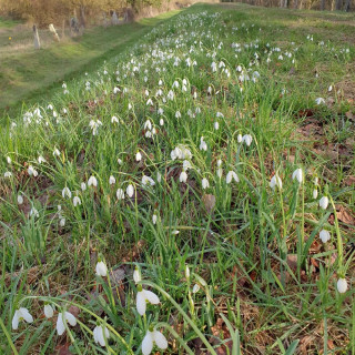 Plantes Vivaces GALANTHUS nivalis - Perce-neige en vente - Pépinière Lepage .