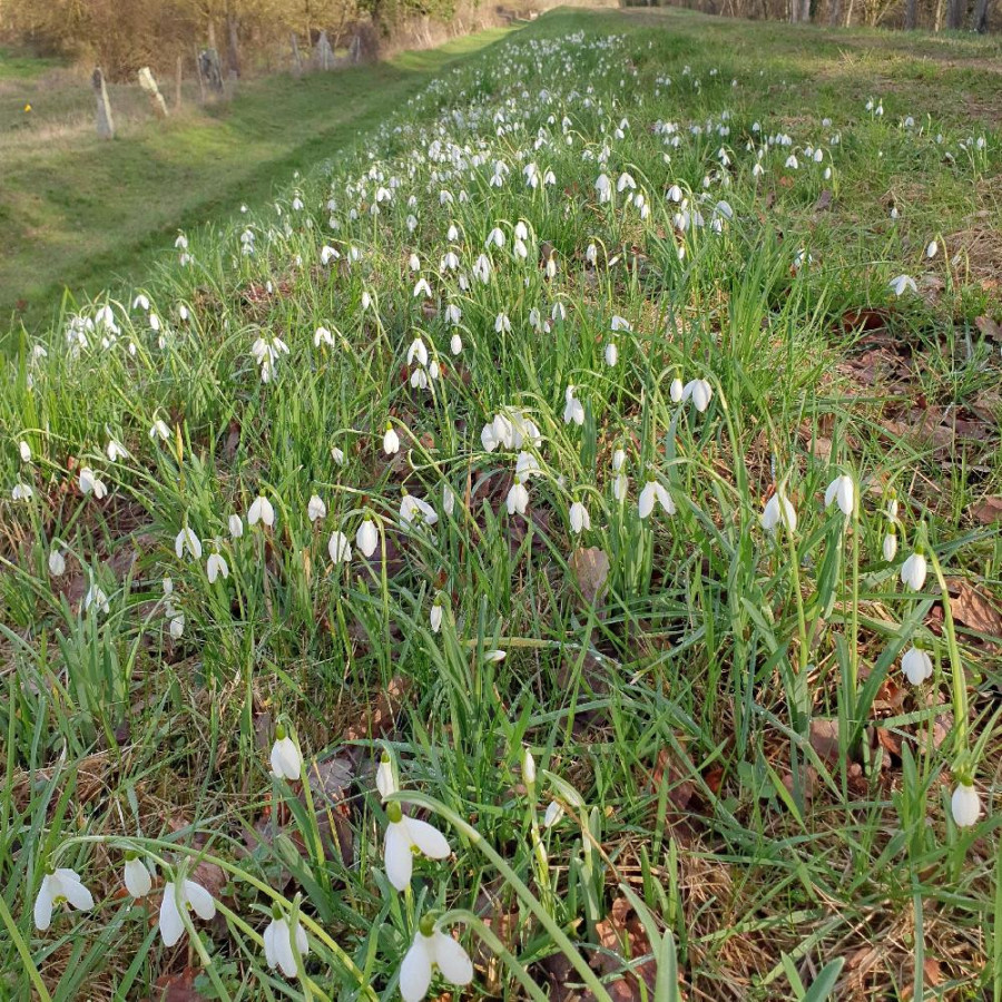 Plantes Vivaces GALANTHUS nivalis - Perce-neige en vente - Pépinière Lepage .