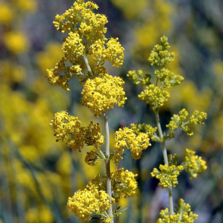 Plantes Vivaces GALIUM verum - Gaillet vrai en vente - Caille - lait jaune en vente - Pépinière Lepage .