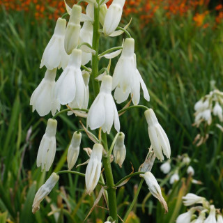 Plantes Vivaces GALTONIA candicans - Jacinthe du Cap en vente - Pépinière Lepage .