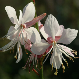 Plantes Vivaces GAURA lindheimeri en vente - Pépinière Lepage .