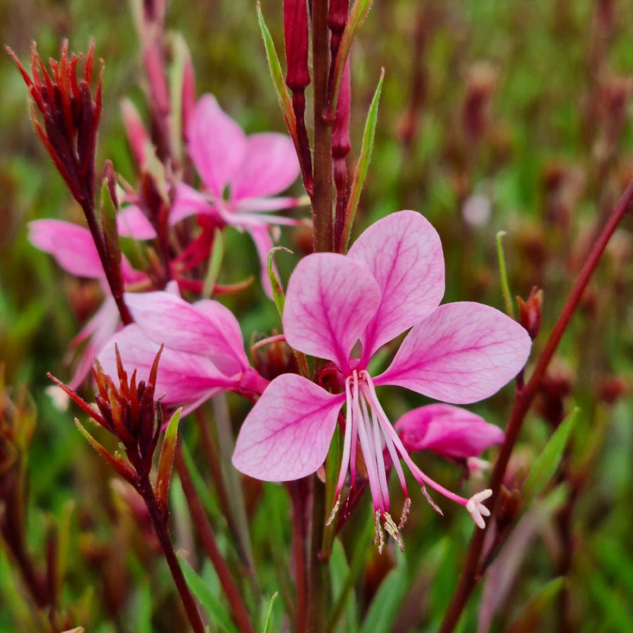 Plantes Vivaces GAURA lindheimeri 'Baby Butterfly Dark Pink' ® en vente - Pépinière Lepage .